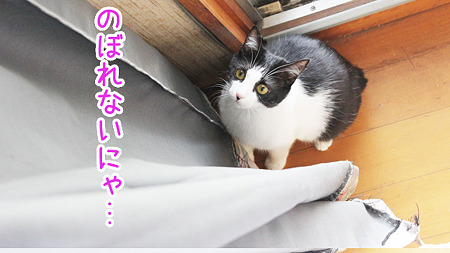 のぼれない