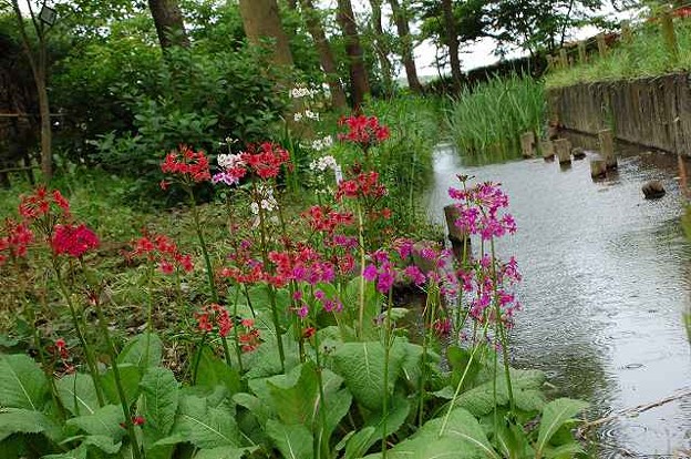 千葉市緑化植物園 041 写真共有サイト フォト蔵