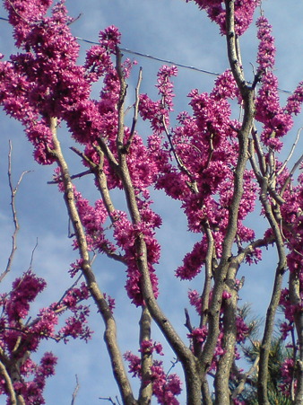 Chinese Redbud