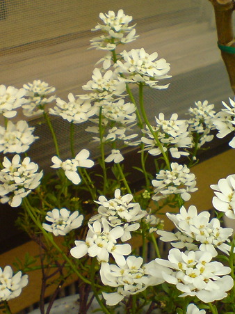 Evergreen Candytuft "Bridal Bouquet"