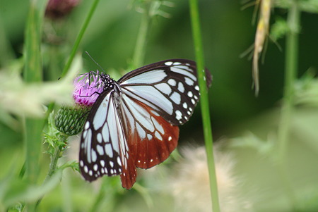IMGP8915