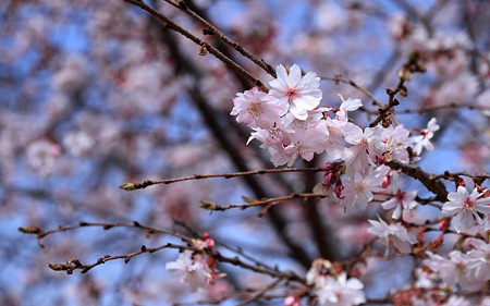 妙蓮寺03