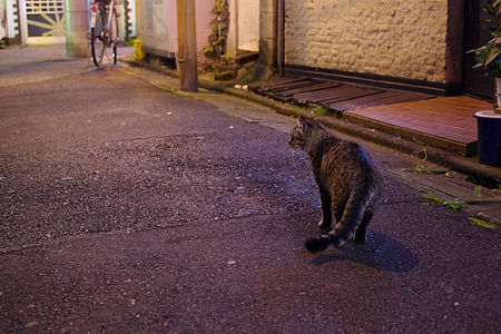 neko1105-1