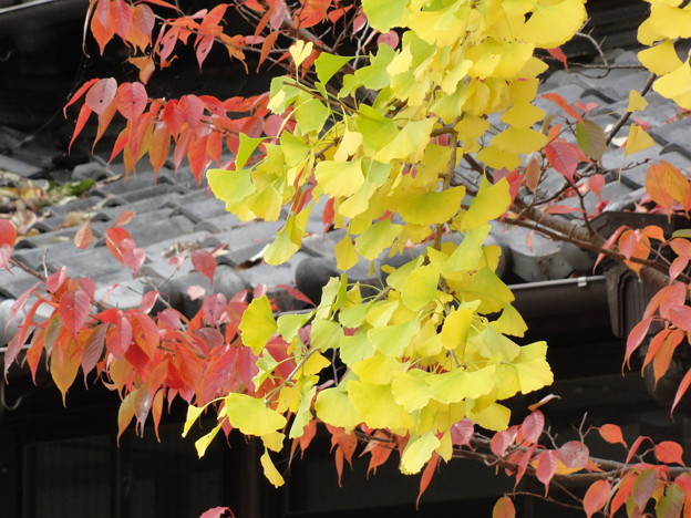 大岩神明宮の紅葉と黄葉