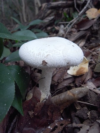 R0012423
