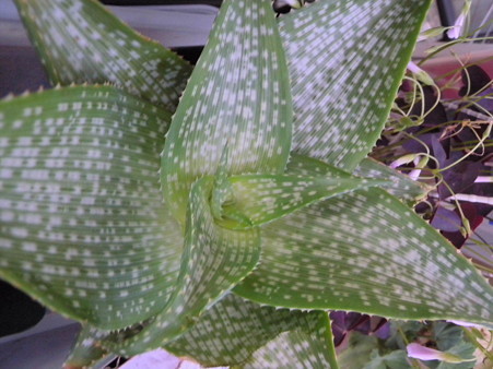 Aloe deltoiodonta cv. SPARKLER