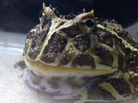 プラケ