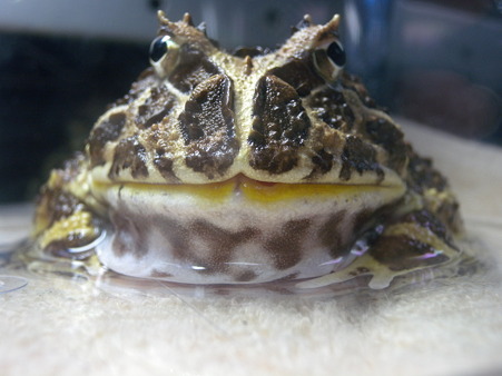 プラケ