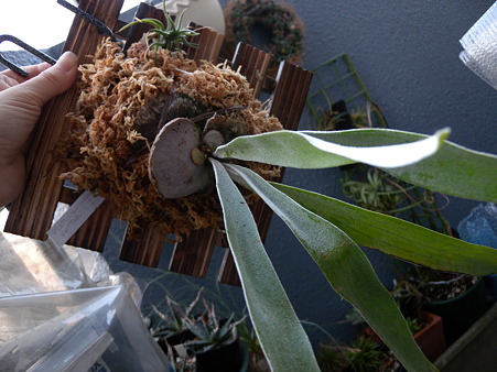 Platycerium veitchii