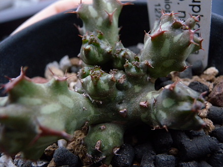 Euphorbia sp.nov