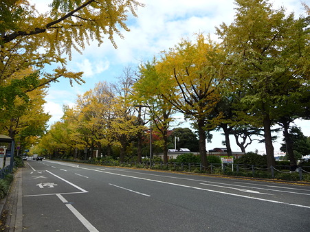 101119-紅葉 山下公園通り (27)