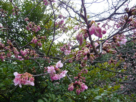 110225-鶴岡八幡宮 (43)