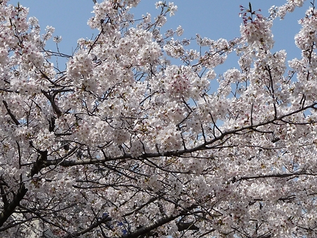110411-鎌倉 段葛 (15)