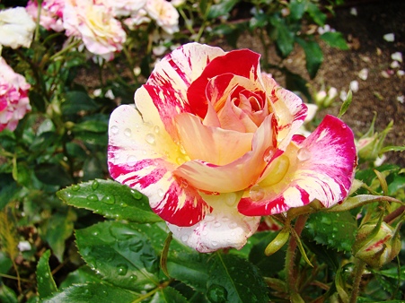 DSC03733