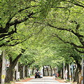 新緑の桜並木
