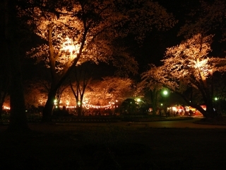 夜桜4
