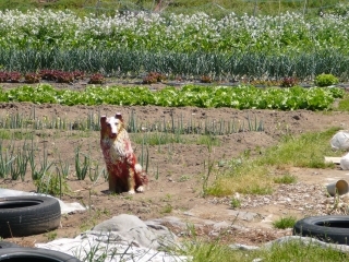 犬