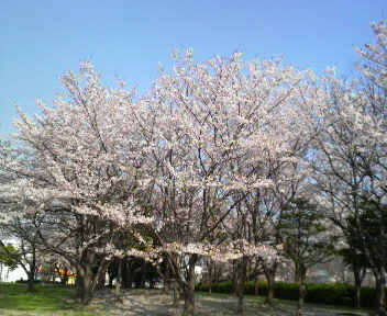 桜