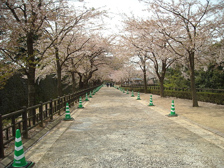 桜並木っ!