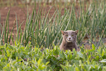 ねこ