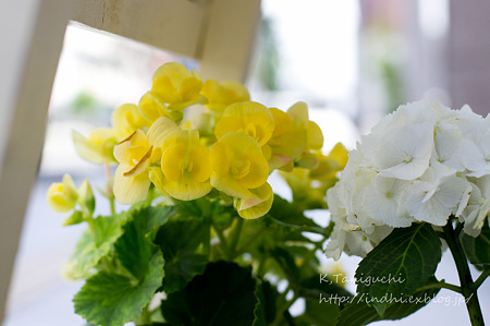 NEX-5 FD50 F1.4