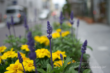 はな NEX-5 FD50 F1.4