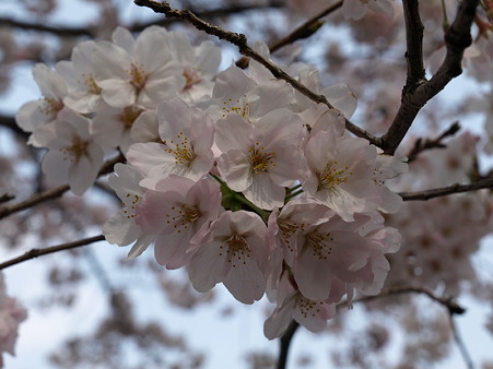 恩田川19