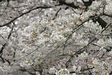 宿河原の桜 031