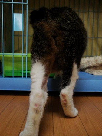 フクちゃん