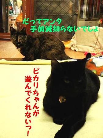 遊んで欲しいのにっ! by 桃