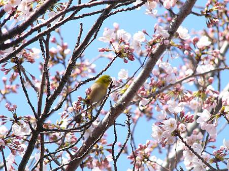 桜&メジロ