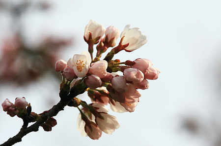 2010.03.31 和泉川 さくら 蕾