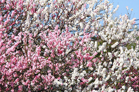 2010.04.08　和泉川　ハナモモ