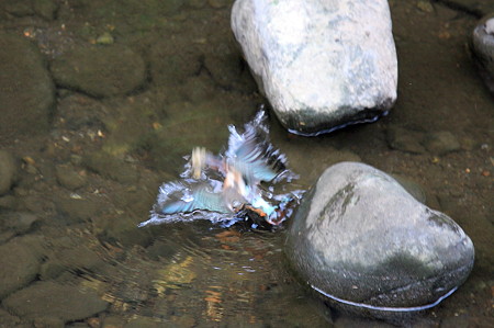 2010.08.24　和泉川　カワセミ　狩