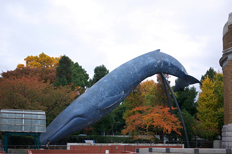 2010.11.15 国立科学博物館 クジラ