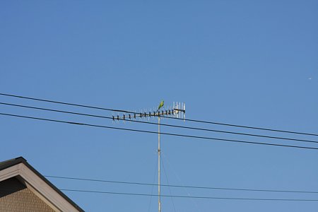 2010.12.31　和泉川　ワカケホンセイインコ