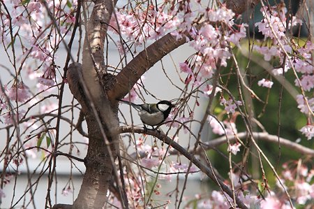 2011.04.19　和泉川　シジュウカラ