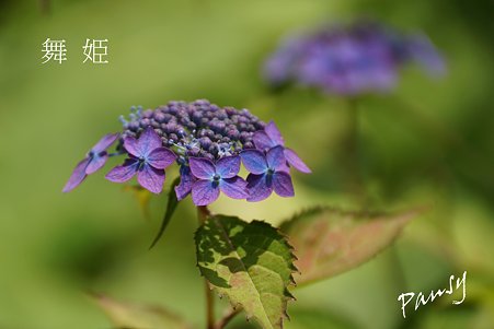 舞姫・・光則寺の山アジサイ 12
