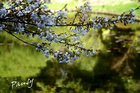百虎池に咲く桜・・