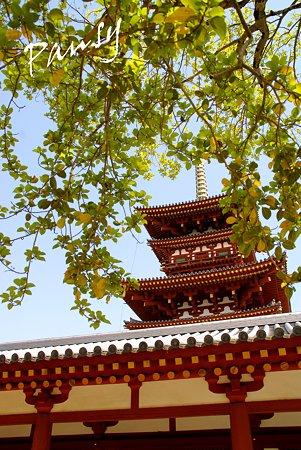 西塔と・・奈良 薬師寺にて・・7