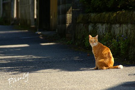 鎌倉の猫さん・・