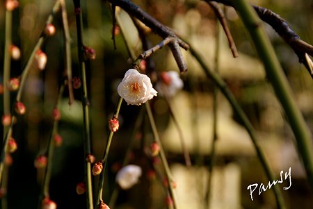 咲き始めの風待草(かぜまちぐさ)・・