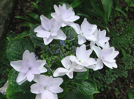 IMGA0029