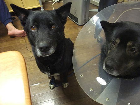 オヤツを出すとやってくる銀さん