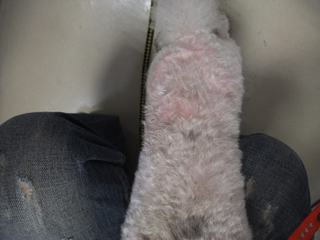 酷い毛玉状態で皮膚が呼吸も出来ず・・・