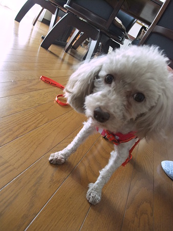 目指せセレブ犬!