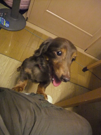 かわいいもんです♪