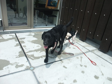 犬好きです