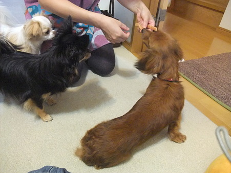 オヤツの時はすっ飛んでくる