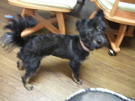 ぼく子犬
